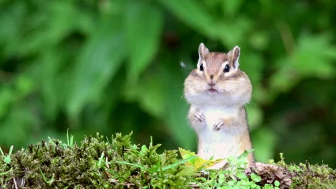 Chipmunk Stock Footage 332428871
