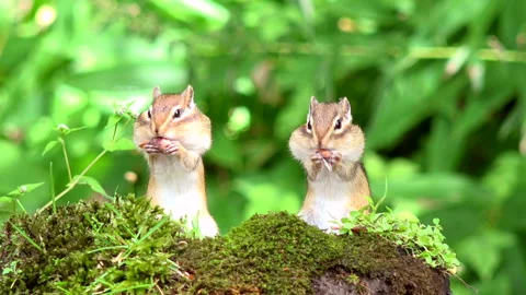 Chipmunk Stock Footage 332429234
