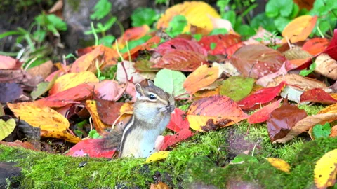 Chipmunk Stock Footage 332429557
