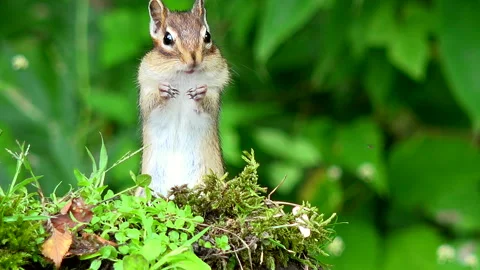 Chipmunk Stock Footage 332429693