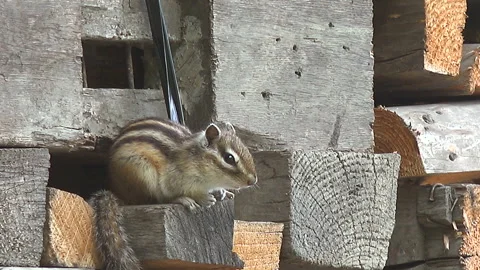 Chipmunk Stock Footage 332430818