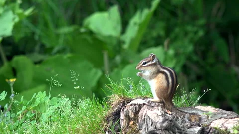 Chipmunk Stock Footage 332431081