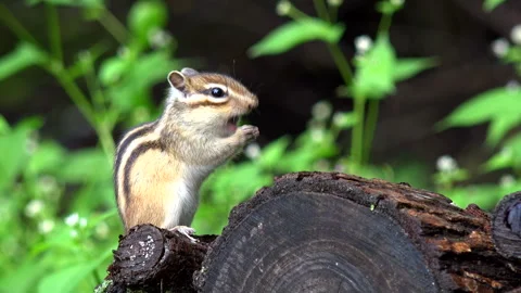 Chipmunk Stock Footage 332432636