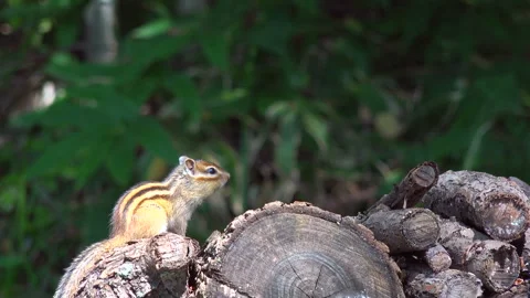 Chipmunk Stock Footage 332432741