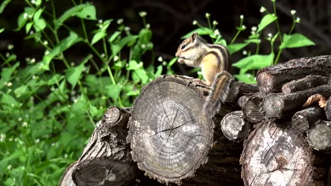 Chipmunk Stock Footage 332432907