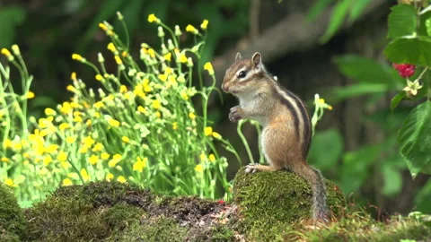 Chipmunk Stock Footage 332433548