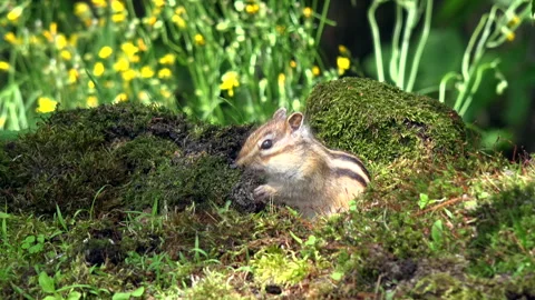 Chipmunk Stock Footage 332433599