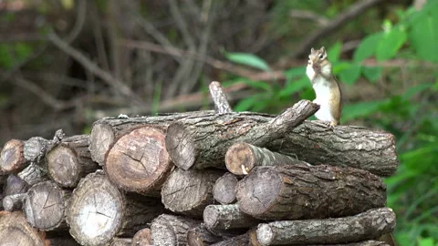 Chipmunk Stock Footage 332434103