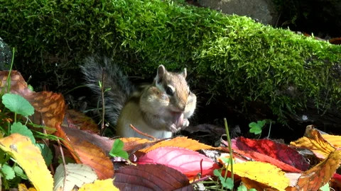 Chipmunk Stock Footage 332434425