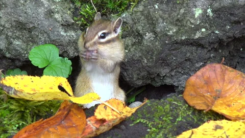 Chipmunk Stock Footage 332434596