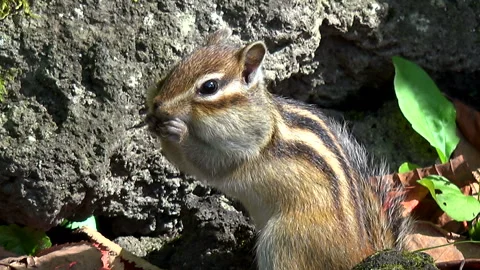 Chipmunk Stock Footage 332434665