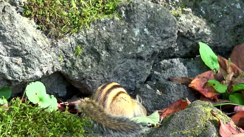 Chipmunk Stock Footage 332434689