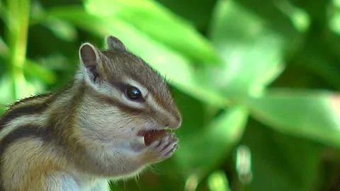 Chipmunk Stock Footage 332435474