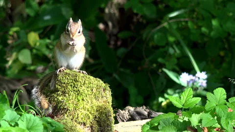Chipmunk Stock Footage 332435482