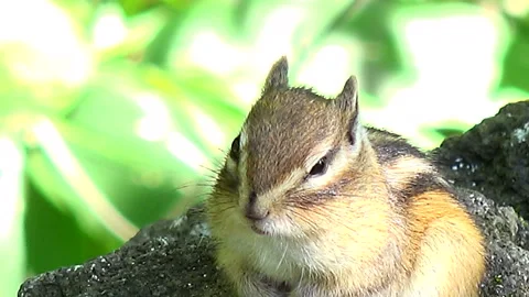 Chipmunk Video stock 332435621