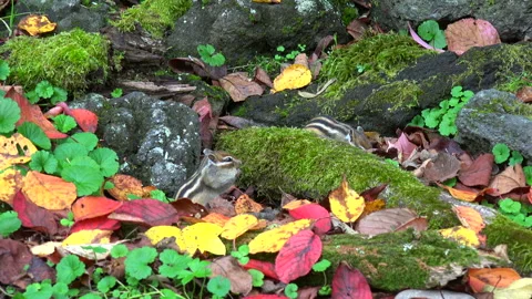 Chipmunk Stock Footage 332435821
