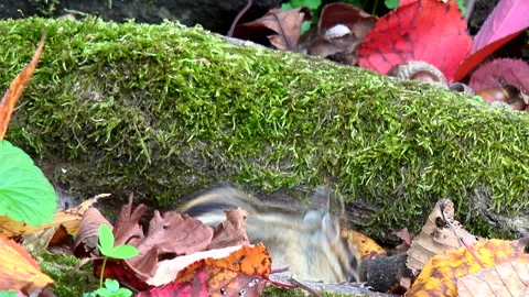 Chipmunk Stock Footage 332436069