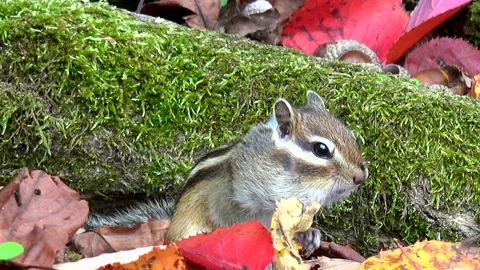 Chipmunk Stock Footage 332436129