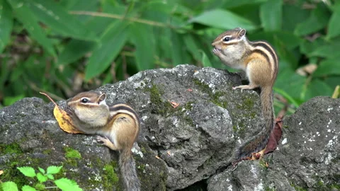 Chipmunk Video stock 332436347