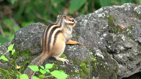 Chipmunk Video stock 332436507
