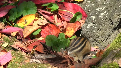 Chipmunk Stock-Footage 332436841