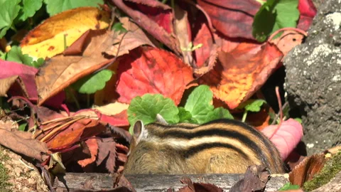 Chipmunk Video stock 332436970