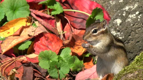Chipmunk Stock Footage 332436979