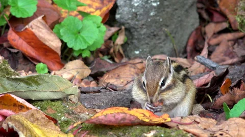 Chipmunk Stock Footage 332437557