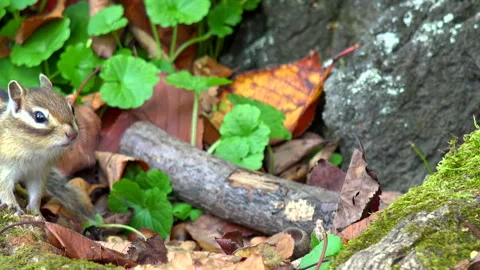 Chipmunk Stock Footage 332437616