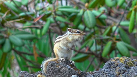 Chipmunk Stock Footage 332445014
