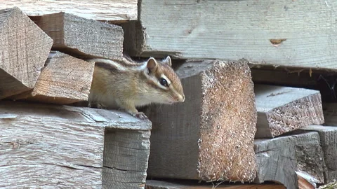 Chipmunk Stock Footage 332445200