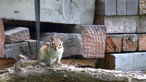 Chipmunk Video stock 332445540