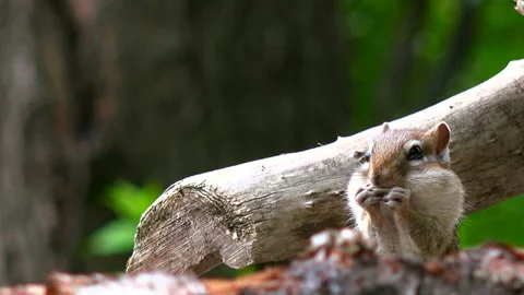Chipmunk Video stock 332445550