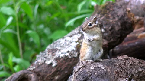Chipmunk Video stock 332445579