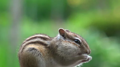 Chipmunk Stock Footage 332445654
