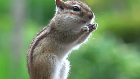 Chipmunk Stock Footage 332445662