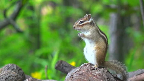 Chipmunk Video stock 332445811
