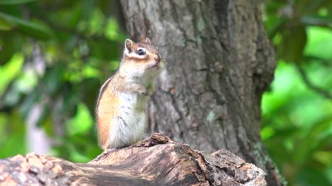 Chipmunk Video stock 332445844
