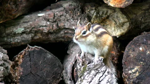Chipmunk Stock-Footage 332445924