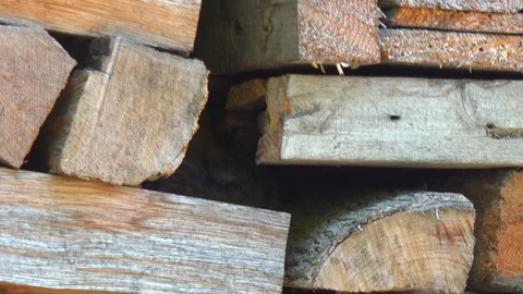 Chipmunk Stock Footage 332446006