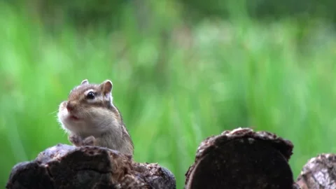 Chipmunk Video stock 332446410