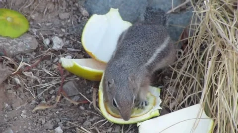 Chipmunk Stock Footage 332688961
