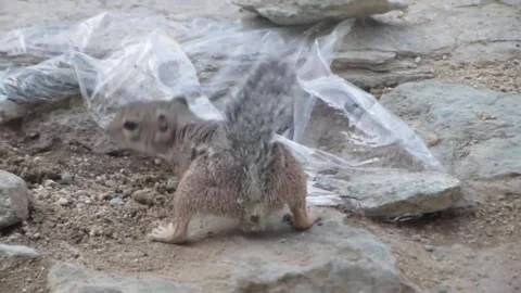 Chipmunk! 스톡 동영상 333810408