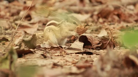 Chipmunk Foraging in Autumn Leaves Stock Footage 344392266