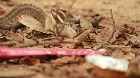 Chipmunk Foraging in Autumn Leaves Stock Footage 344392443