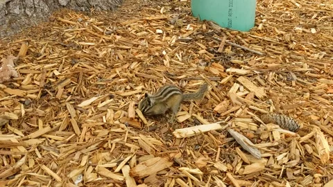 Chipmunk foraging Video stock 318557778