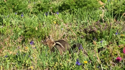 Chipmunk foraging in wildflower meadow Stock Footage 338418857