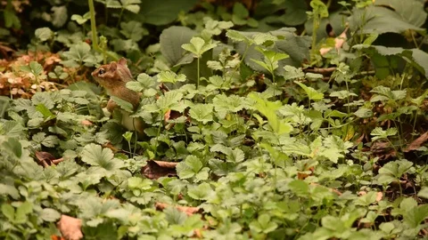 Chipmunk in the Forest Stock Footage 98144403