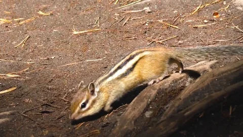 Chipmunk in the forest Video stock 102873373