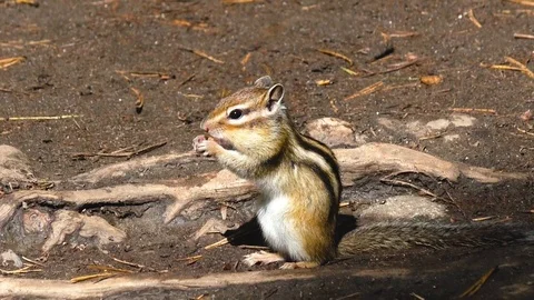 Chipmunk in the forest 스톡 동영상 102873392